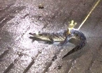 ASEGURAN COCODRILO DE MÁS DE METRO Y MEDIO DE LARGO EN PUERTO ESCONDIDO, OAXACA