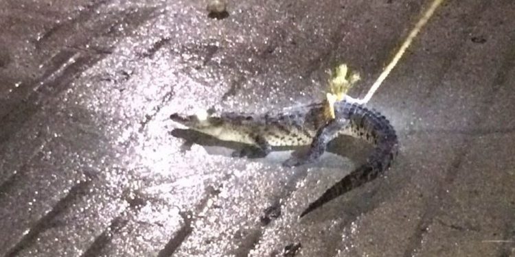 ASEGURAN COCODRILO DE MÁS DE METRO Y MEDIO DE LARGO EN PUERTO ESCONDIDO, OAXACA