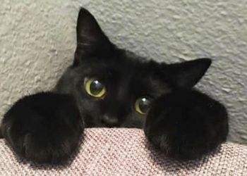 CREAN CAMPAÑA PARA EVITAR SACRIFICIO DE GATOS NEGROS EN HALLOWEEN