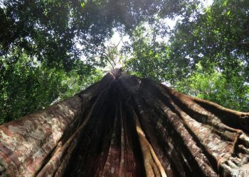DEBIDO AL CALENTAMIENTO, CASI LA MITAD DE LA SELVA DEL AMAZONAS PODRÍA CONVERTIRSE EN SABANA