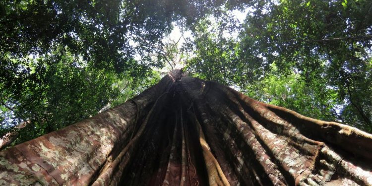 DEBIDO AL CALENTAMIENTO, CASI LA MITAD DE LA SELVA DEL AMAZONAS PODRÍA CONVERTIRSE EN SABANA