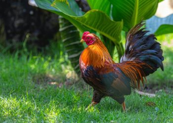 GALLO DE PELEA MATÓ A UN POLICÍA DURANTE UN OPERATIVO