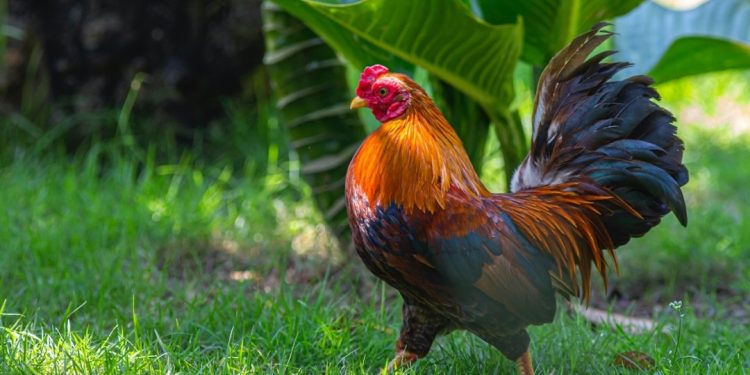 GALLO DE PELEA MATÓ A UN POLICÍA DURANTE UN OPERATIVO