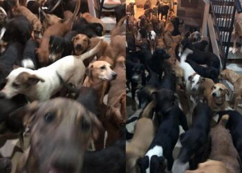 HABILITAN REFUGIO PARA MASCOTAS EN CANCÚN POR HURACÁN DELTA
