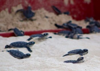 PROTEGEN A LAS TORTUGAS MARINAS EN COZUMEL