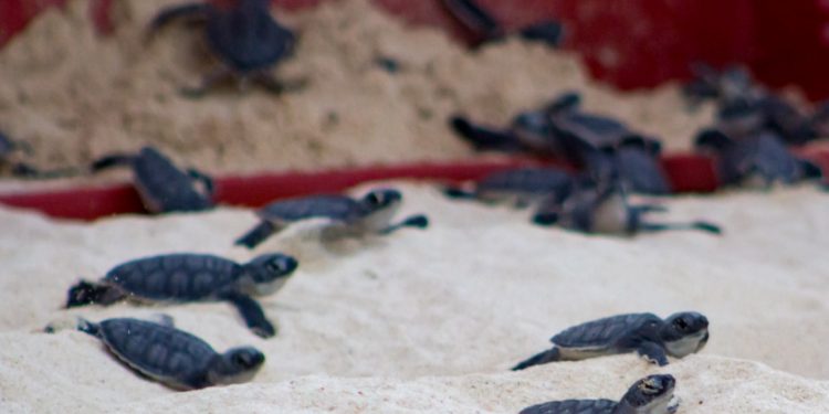 PROTEGEN A LAS TORTUGAS MARINAS EN COZUMEL