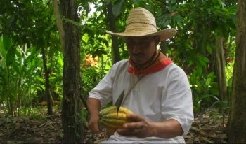MUESTRAN CULTURA MILENARIA EN EL 7O. FESTIVAL DEL CACAO AL CHOCOLATE