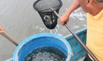 SIEMBRAN 152 MIL CRÍAS DE TILAPIA EN LAGUNAS DEL POBLADO TECOLUTA, NACAJUCA