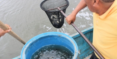 SIEMBRAN 152 MIL CRÍAS DE TILAPIA EN LAGUNAS DEL POBLADO TECOLUTA, NACAJUCA