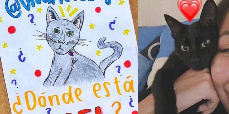 VIVA AEROBUS PIERDE A GATITA DE UNA PASAJERA EN VUELO A GUADALAJARA