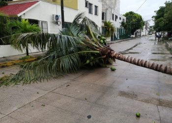 SE REGISTRAN ANEGACIONES, CORTES DE LUZ Y CAÍDAS DE ÁRBOLES POR HURACÁN DELTA