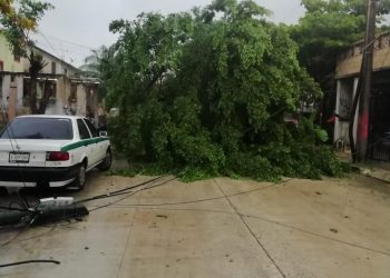 ÁRBOLES CAÍDOS, CALLES INUNDADAS Y AFECTACIONES A SERVICIOS DEJA «GAMMA»