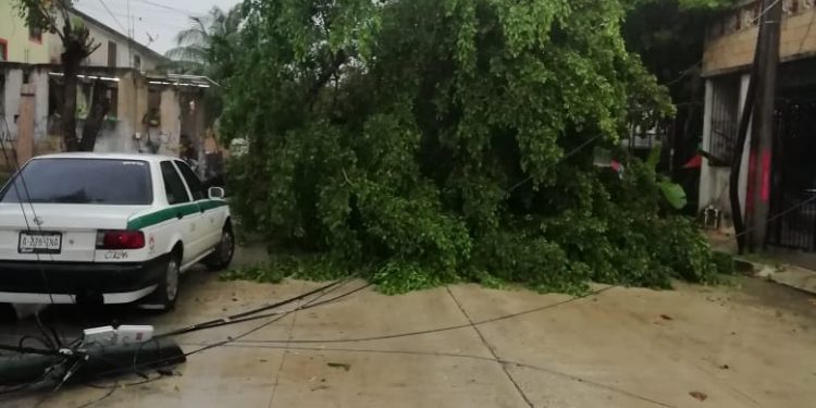 ÁRBOLES CAÍDOS, CALLES INUNDADAS Y AFECTACIONES A SERVICIOS DEJA «GAMMA»