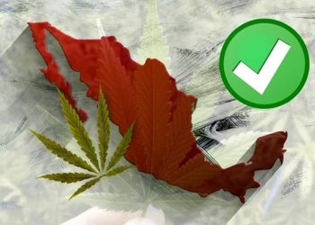 APRUEBA SENADO USO REGLAMENTADO DE LA MARIHUANA