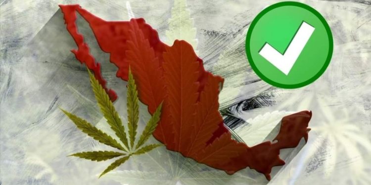 APRUEBA SENADO USO REGLAMENTADO DE LA MARIHUANA