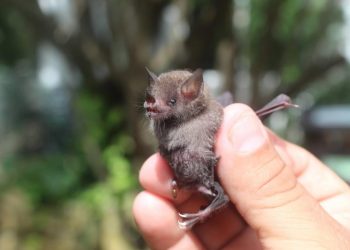 LA FPMC RECIBE CADA VEZ MÁS REPORTES POR MURCIÉLAGOS EN RIESGO