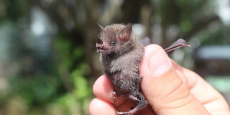 LA FPMC RECIBE CADA VEZ MÁS REPORTES POR MURCIÉLAGOS EN RIESGO