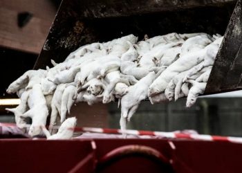 SACRIFICAN A 100 MIL VISONES POR TEMOR AL COVID-19