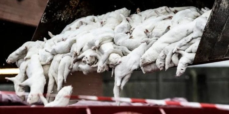 SACRIFICAN A 100 MIL VISONES POR TEMOR AL COVID-19