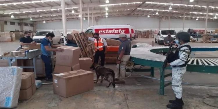 DECOMISAN 390 KG DE MARIHUANA QUE TENÍA COMO DESTINO LA COLONIA PACTO OBRERO EN CHETUMAL