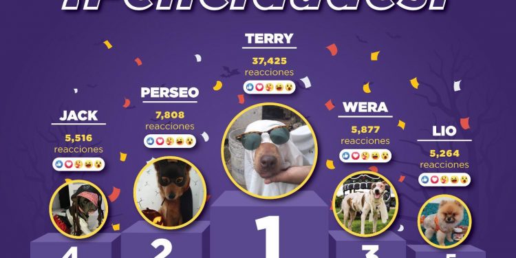 DAN SEGUNDA OPORTUNIDAD DE VIDA A PERRITOS Y GATITOS CALLEJEROS DE CANCÚN