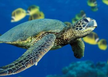 TORTUGAS MARINAS CENTINELAS DEL MEDIO AMBIENTE