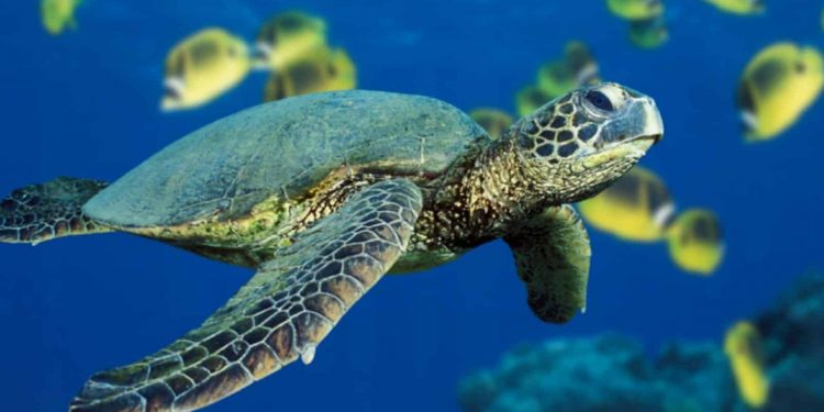 TORTUGAS MARINAS CENTINELAS DEL MEDIO AMBIENTE