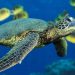 TORTUGAS MARINAS CENTINELAS DEL MEDIO AMBIENTE