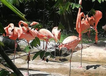 SE ROBAN TRES FLAMINGOS DE ZOOLÓGICO DE CHETUMAL