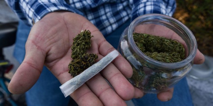 LA CNC NO ESTÁ INTERESADA EN CULTIVAR MARIHUANA PERO BRINDARÁ ASISTENCIA A PRODUCTORES QUE DESEEN INCURSIONAR EN ESTA ACTIVIDAD