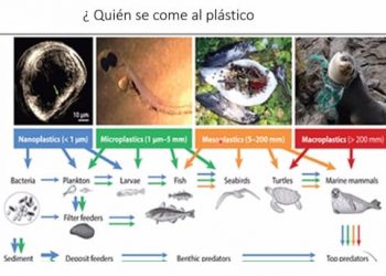 ES NECESARIO REAPRENDER A VIVIR SIN PLÁSTICOS DE UN SOLO USO
