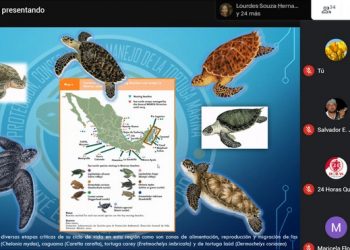 TORTUGA CARETTA CARTETTA O CAGUAMA REGISTRA MAYOR ANIDACIÓN EN QUINTANA ROO