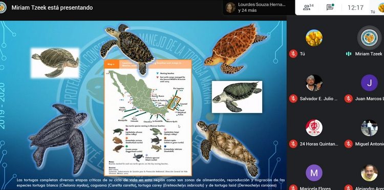 TORTUGA CARETTA CARTETTA O CAGUAMA REGISTRA MAYOR ANIDACIÓN EN QUINTANA ROO