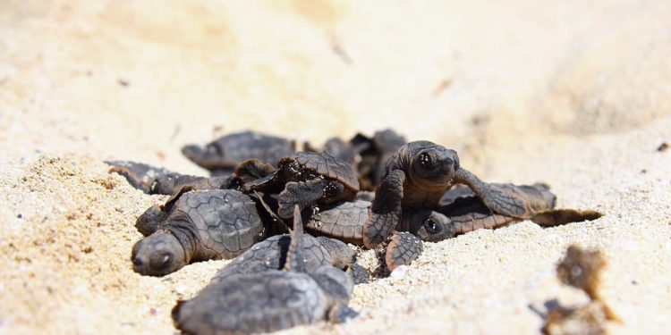 GOBIERNO DE LAURA FERNÁNDEZ CONTABILIZA 4,232 NIDOS DE TORTUGAS EN PUERTO MORELOS EN LA ACTUAL TEMPORADA 2020