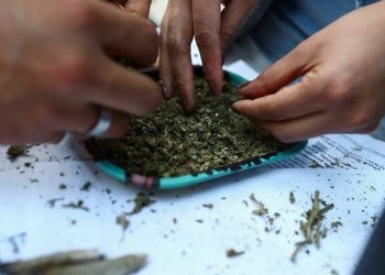 OFRECEN TRABAJO DE CATADOR DE MARIHUANA, PAGARÁN 58 MIL PESOS
