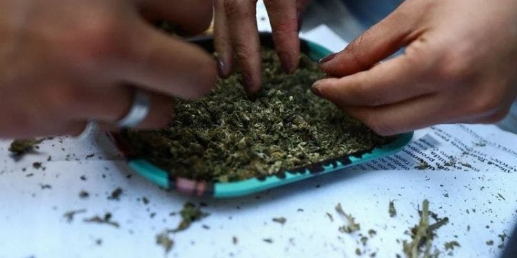 OFRECEN TRABAJO DE CATADOR DE MARIHUANA, PAGARÁN 58 MIL PESOS