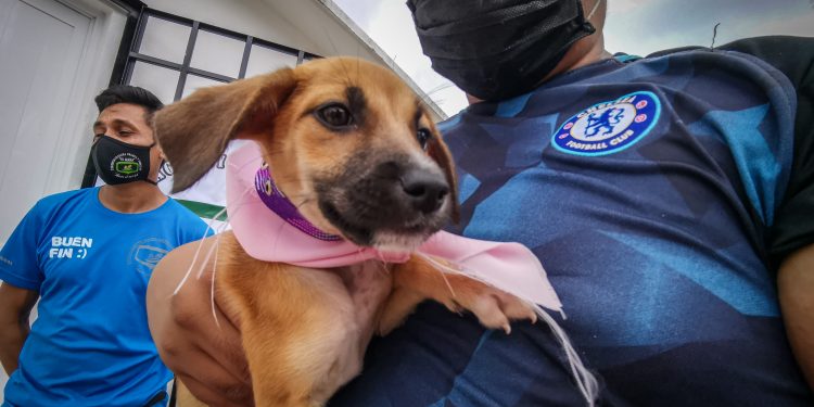 UN ÉXITO LA JORNADA DE ADOPCIÓN CANINA