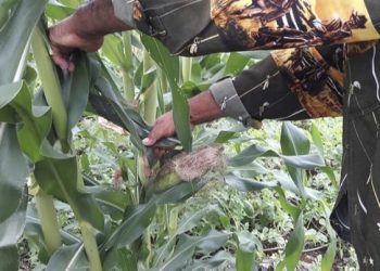 PRODUCTORES DE CÍTRICOS Y SORGO DE JMM Y FCP DENUNCIAN EXCESIVAS TARIFAS DE LA CFE