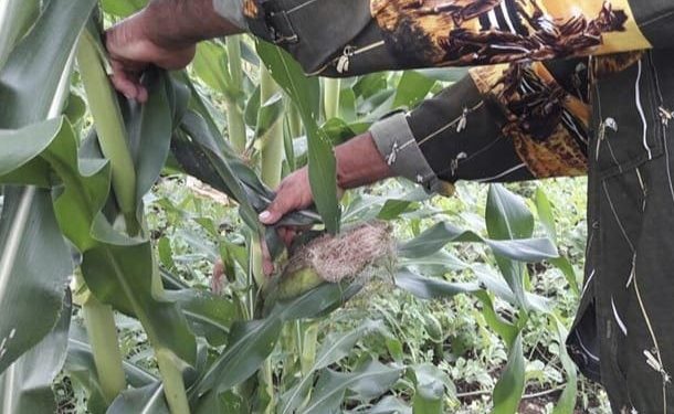 PRODUCTORES DE CÍTRICOS Y SORGO DE JMM Y FCP DENUNCIAN EXCESIVAS TARIFAS DE LA CFE