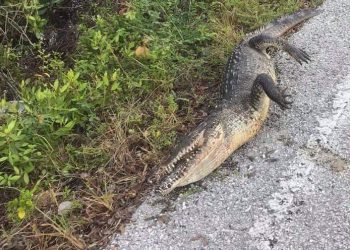 FALTA DE CULTURA DE PROTECCIÓN ANIMAL DE AUTOMOVILISTAS PROVOCA MUERTES ESPECIES EN COZUMEL