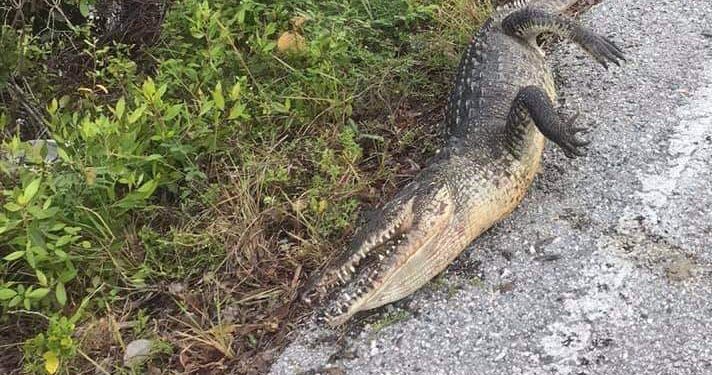 FALTA DE CULTURA DE PROTECCIÓN ANIMAL DE AUTOMOVILISTAS PROVOCA MUERTES ESPECIES EN COZUMEL