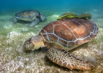 QUINTANA ROO IMPULSA LA CONSERVACIÓN DE LAS TORTUGAS MARINAS