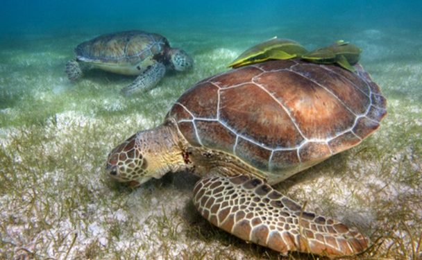 QUINTANA ROO IMPULSA LA CONSERVACIÓN DE LAS TORTUGAS MARINAS
