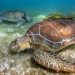 QUINTANA ROO IMPULSA LA CONSERVACIÓN DE LAS TORTUGAS MARINAS