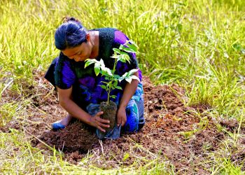 TRABAJADORES DE SEMBRANDO VIDA RECIBEN PAGO ESTA PRIMERA SEMANA DE NOVIEMBRE