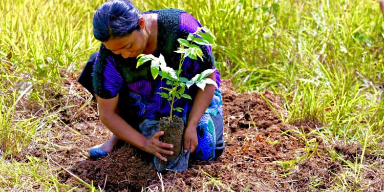TRABAJADORES DE SEMBRANDO VIDA RECIBEN PAGO ESTA PRIMERA SEMANA DE NOVIEMBRE