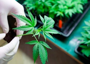 APRUEBAN LA REGULARIZACIÓN Y DESPENALIZACIÓN DEL USO LÚDICO DE LA MARIHUANA EN TODO EL PAÍS
