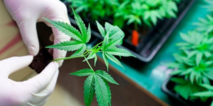 APRUEBAN LA REGULARIZACIÓN Y DESPENALIZACIÓN DEL USO LÚDICO DE LA MARIHUANA EN TODO EL PAÍS