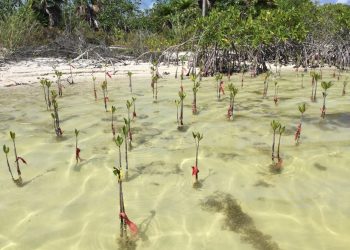 REFORESTARÁN CON MANGLE LA ZONA HOTELERA