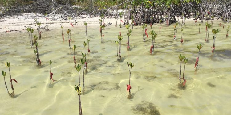 REFORESTARÁN CON MANGLE LA ZONA HOTELERA